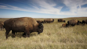 Bison, Theodore Roosevelt National Park (NPS Photo)