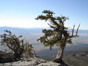 Bristlecone pine, Great Basin National Park (NPS photo)
